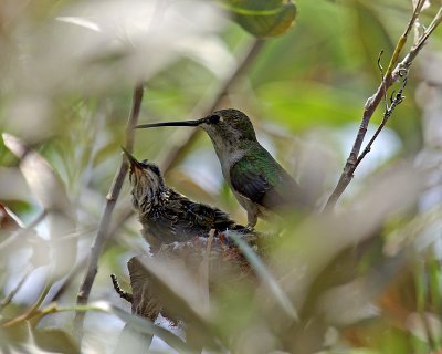 Nesting Black-Chinned