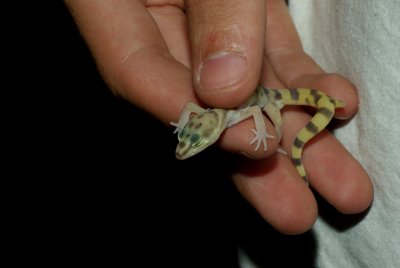 Banded Gecko