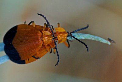 Orange Bugs making... more Orange Bugs