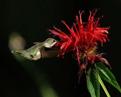 Ruby-Throated Hummingbird on Jacob Kline Monarda