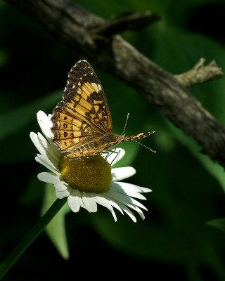 Butterfly MGP6092.jpg