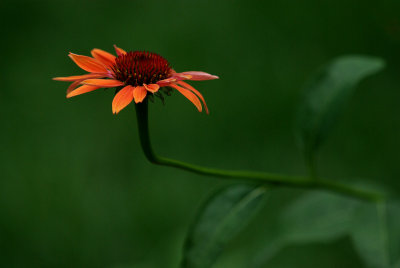 Orange Coneflower IMGP7982.jpg