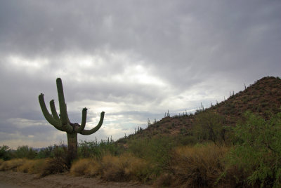 Sonoran Desert IMGP6741.jpg