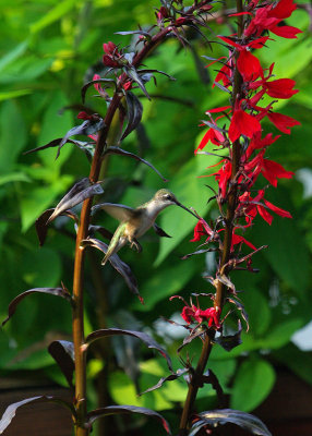 Lobelia Fulgens IMGP8941.jpg