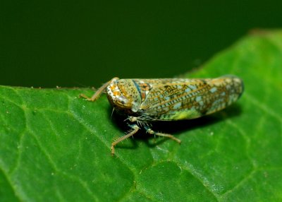 Leaf Hopper.jpg