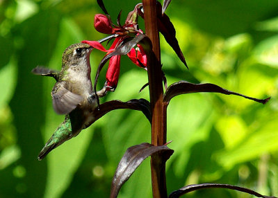 Ruby-Throated Hummingbird IMGP9074.jpg