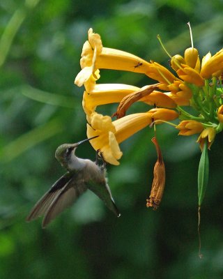 Trumpet Vines and Tecoma Stans