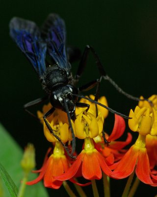 Steel-Blue Cricket Hunter.jpg