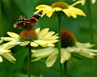 Red Admiral Yellow Echinacea.jpg