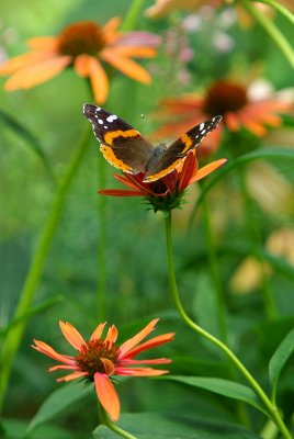 Red Admiral IMGP9492.jpg
