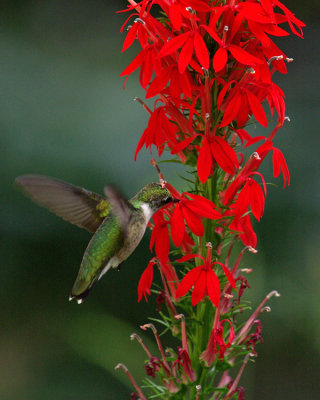 Lobelia Cardinalis IMGP9760.jpg
