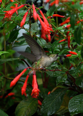 Ruby-Throated Hummingbird Cuphea Ignea IMGP9919.jpg