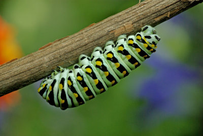 Black Swallowtail Caterpillar IMGP0035.jpg