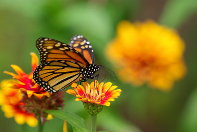 Monarch on Zinnia IMGP0277.jpg