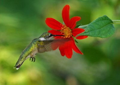 Assorted Hummingbird Plants