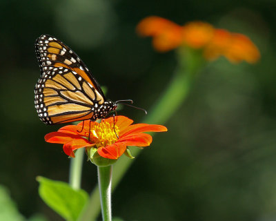 Monarch on Tithonia IMGP0569.jpg