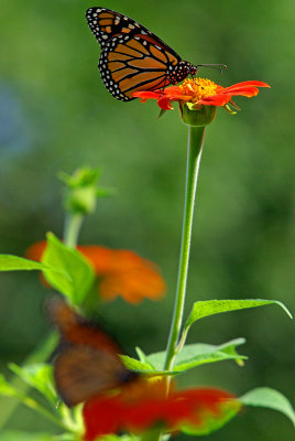 Monarchs IMGP0567.jpg