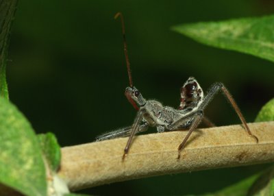 Wheel Bug - member of the Assassin Bug Family - Thanks to Dang for the assist on this one!