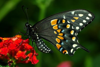 Black Swallowtail LARGE IMGP1097.jpg