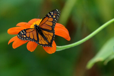 Monarch on Tithonia IMGP1131.jpg