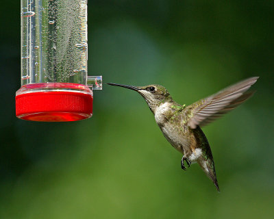 Feeder IMGP1728.jpg