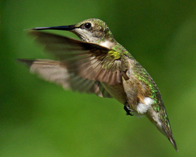 Hovering IMGP1716.jpg