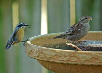 Nuthatches