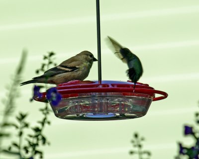 Hummer and Goldfinch IMGP1626.jpg