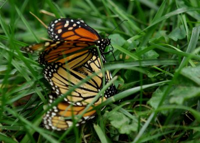 Monarchs Mating IMGP1836.jpg