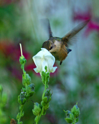 Snapdragon IMGP2433.jpg