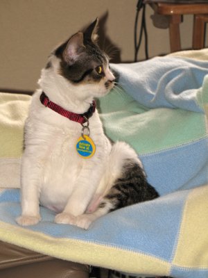 Our-new-kitty-Bella-009.jpg