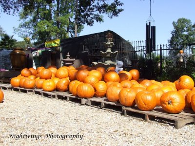 Pumpkins lined up at a local nursery