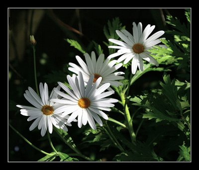 Early daisies