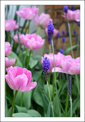 Tulips and Lavender