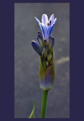 Young Agapanthus