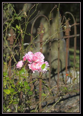 Roses in the Graveyard