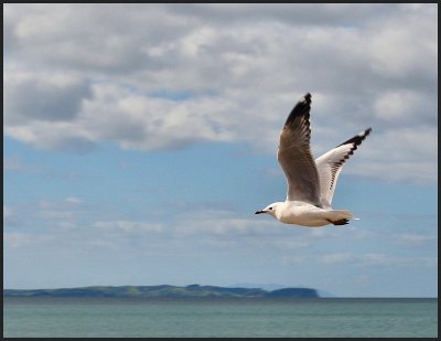 Seagull 1.jpg