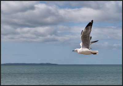 Sea Gulls - see 2 of them.jpg