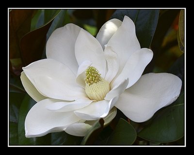 Gigantic Magnolia.jpg