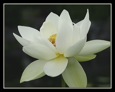 Lotus in Bloom.jpg