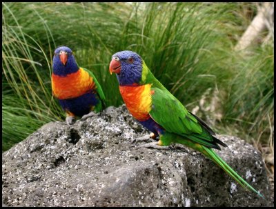 Lorikeets at the zoo.jpg