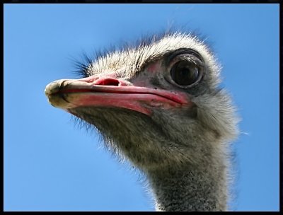 Ostrich.jpg