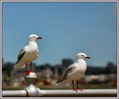 Seagulls on guard.jpg