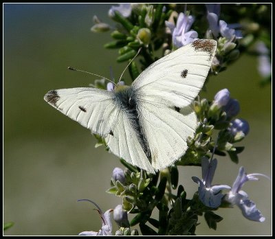 White Cabbage Butterfly 1.jpg