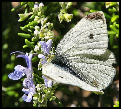 White Cabbage Butterfly 2.jpg
