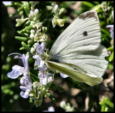 White Cabbage Butterfly 3.jpg