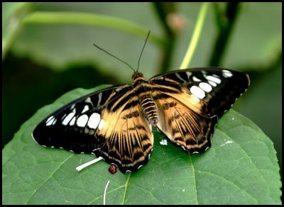 Brown Clipper Resting.jpg