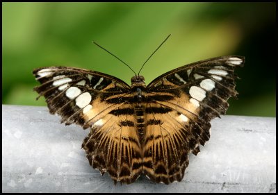 Brown Clipper Butterfly.jpg