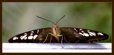 Brown Clipper Ready for Take-off.jpg