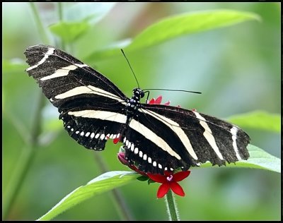 Zebra Longwing 2.jpg